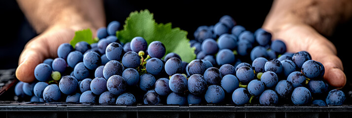 Aufkleber - A vibrant photograph of a winemaker carefully inspecting grape clusters, illustrating the attention to detail and craftsmanship in wine production,