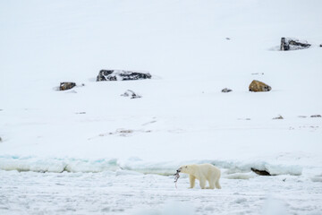 Wall Mural - female polar bear (ursus maritimus) on snow with dead bird