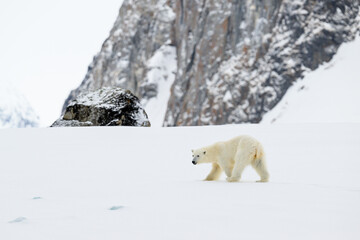 Wall Mural - female polar bear (ursus maritimus) on snow