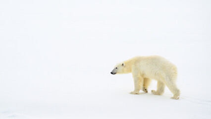 Wall Mural - female polar bear (ursus maritimus) on snow