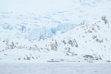 Wall Mural - polar bear walking in front of glacier, svalbard