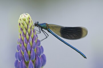 Wall Mural - Male Banded Demoiselle (Calopteryx splendens) on lupine (Lupinus polyphyllus), Emsland, Germany, Europe