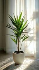 Wall Mural - a potted fishtail palm by the window in minimalist style of indoor plants