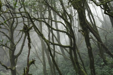 Wall Mural - Garajonay National Park, laurel forest, laurisilva, La Gomera, Canary Islands, Spain, Europe