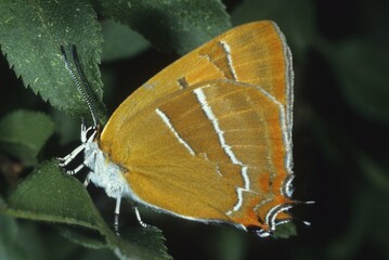 Brown Hairstreak (Thecla betulae), Lycaenidae family of Gossamer-winged Butterflies, shot of outer wings