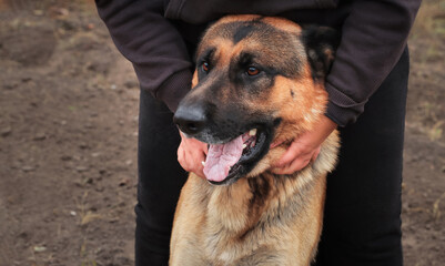 Wall Mural - Beautiful black and red male German Shepherd in nature. Training of large breed dogs.