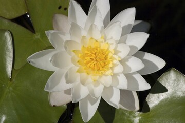 Water-lily Waterlily Nymphaea alba