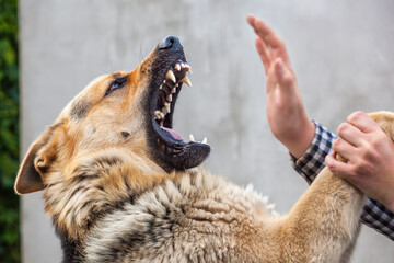 Wall Mural - A male German shepherd bites a man by the hand.