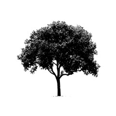 Poster - Large silhouette of a tree standing alone against a white background illustrating natural beauty and simplicity