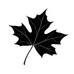 Wall Mural - Black silhouette of a maple leaf against a white background showcasing natural beauty and simplicity