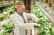 © Seventyfour - Biologist inspecting strawberry plants in hydroponic greenhouse, checking for growth and health of crops. Engaging in modern agricultural practices using advanced technology