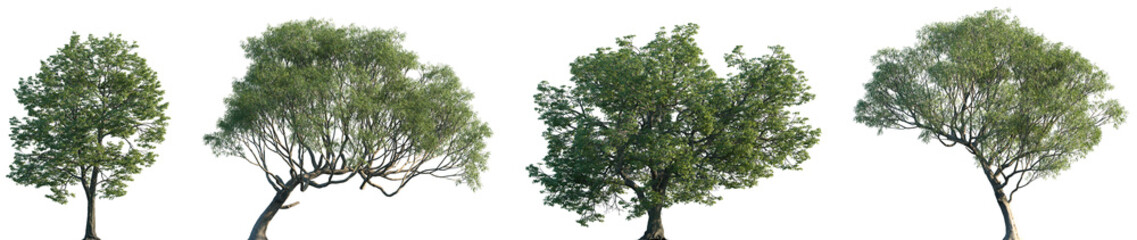 Wall Mural - set of quercus michauxii (the swamp chestnut oak) and salix caroliniana (commonly known as the coast