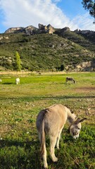 Tinença de Benifassà