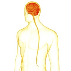 Leinwandbilder - 3D Illustration Concept of Central Organ of Human Nervous System Brain Anatomy