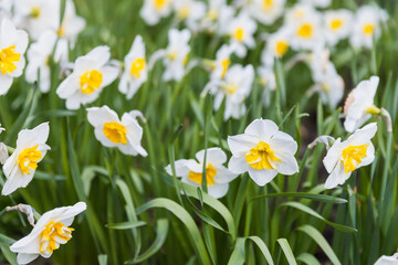 Wall Mural - white narcissus flowers with yellow central petals grow in a garden