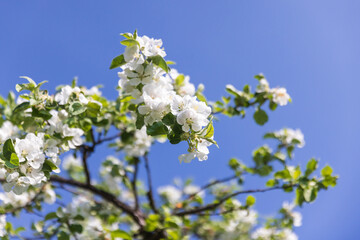 Wall Mural - apple tree in bloom, white flowers on branches are under blue sky