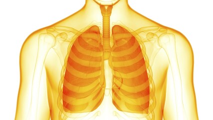 Wall Mural - 3D Illustration Concept of Human Respiratory System Lungs Anatomy