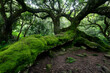 © share - Ancient moss-covered tree, forest, nature