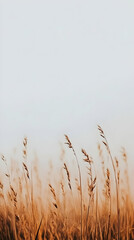 Naklejka na meble Golden grass field, autumn, nature