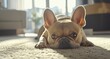© Thanos - A close-up of a French Bulldog lying on a beige carpet in a brightly lit living room.