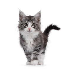 Poster - Friendly silver with white Maine Coon cat kitten, standing facing front or walking towards camera. Looking straight to lens. Isolated on white background.
