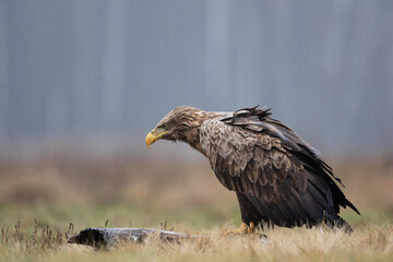 Wall Mural - An old eagle sitting on a log