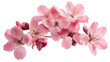 Lush Cluster of Pink Cherry Blossoms with Subtle Petal Shading