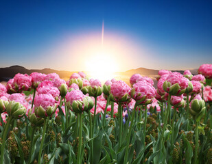 Wall Mural - Beautiful pink tulips and mountains in morning. Spring flowers