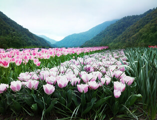 Wall Mural - Field of beautiful tulips and mountains in morning. Spring flowers