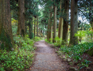 Wall Mural - forest path through the green forest