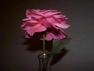 photo of a beautiful pink flower