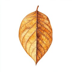 Wall Mural - A watercolor hand-drawn yellow autumn leaf, dry and isolated on a white background. Suitable for Halloween stickers, cards, wallpapers, wrapping paper, sketchbooks, or florist designs