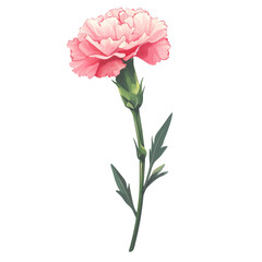 Poster - A detailed illustration of a single pink carnation flower with green leaves and stem against a black background.