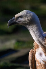 Wall Mural - Griffon vulture in head detail.
