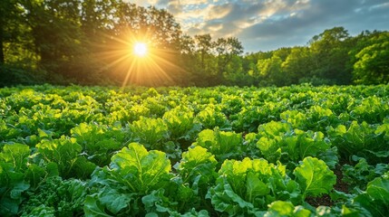 Wall Mural - Sunset over lush green field, agriculture, nature