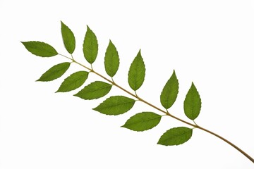 Wall Mural - arafed leaf of a plant with green leaves on a white background