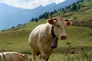 cows grazing in altitude french pyrenees mountain range