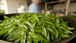 © PB Studio - detailed shot of Dragon Well green tea leaves being hand-roasted in a wok, a traditional method used to preserve their flavor and shape Dragon Well Green Tea