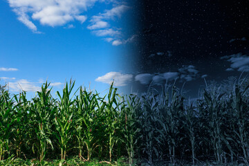 Wall Mural - field of corn by day and under starry night sky, low angle view. time of day change, collage