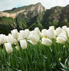 Wall Mural - Beautiful white tulips and mountains in morning. Spring flowers