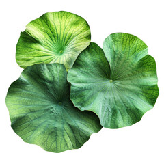 Poster - An overhead close-up showcases three large, vibrant green lotus leaves against a stark black backdrop, highlighting their intricate veining and texture.
