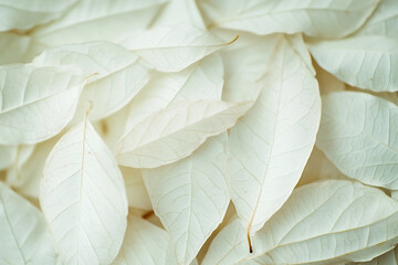 Poster - generative ai made an abstract creative wallpaper with natural tree leaves