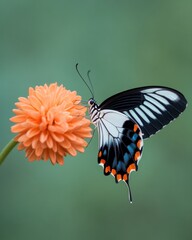 Poster - Macro Elegance Vibrant Butterfly on Orange Bloom - Dynamic Nature Imagery for Eco-Conscious Branding and Seasonal Marketing in Modern Design