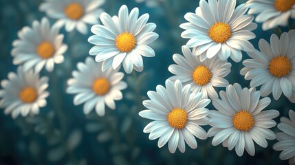 Poster - A field of white daisies with yellow centers, against a simple background.
