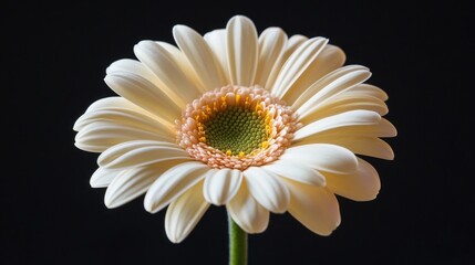 Sticker - Daisy Flower Close Up