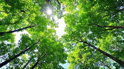 looking up at green tree tops in a serene forest