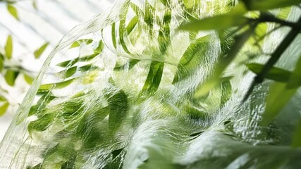 Poster - an intricate display of plantbased film wrapping glistening under natural light highlighting its tra