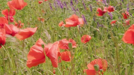 Wall Mural - blooming red poppies in green summer field, natural, environmental concept, background for designer, opium production, threat addiction, drug trafficking