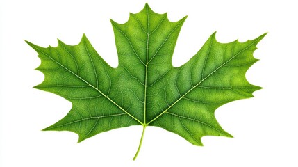 Poster - Detailed Green Maple Leaf Isolated on White Background with Texture