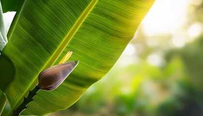 banana leaf on the tree